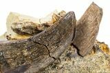 Serrated, Fossil Tyrannosaurus (T rex) Tooth in Situ - Wyoming #306662-1